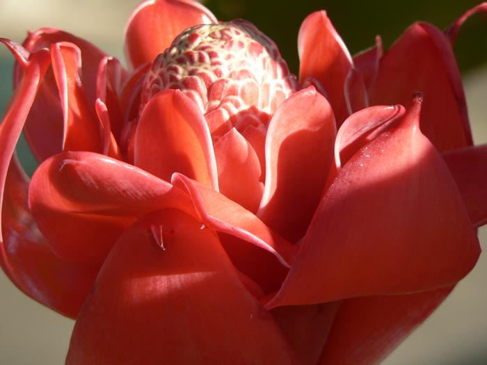 You are currently viewing Red Torch Ginger