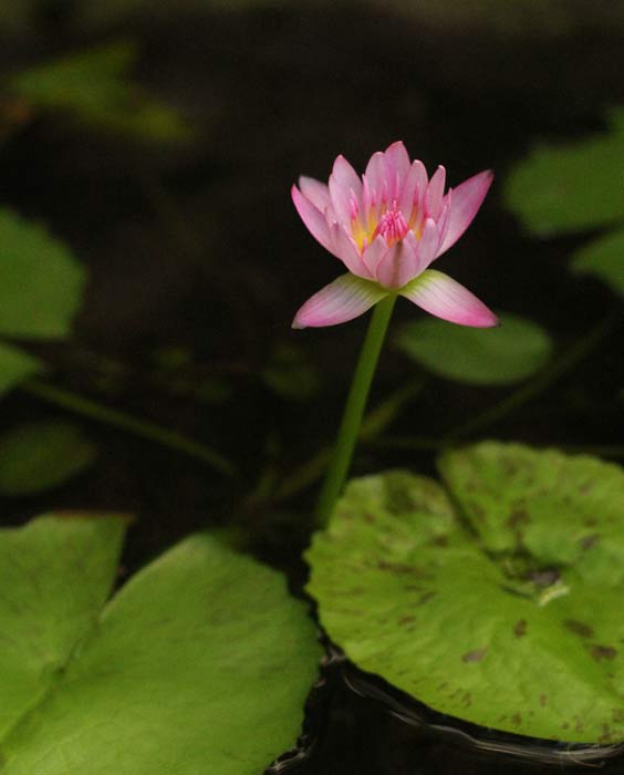 Read more about the article Water Lilly