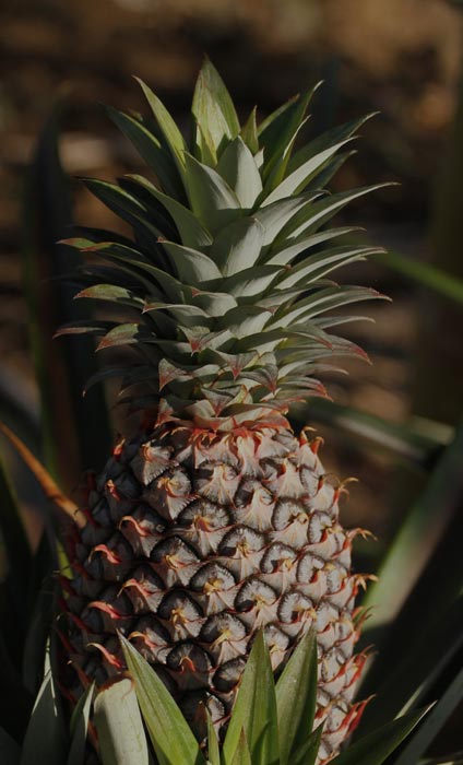 Read more about the article Pineapple