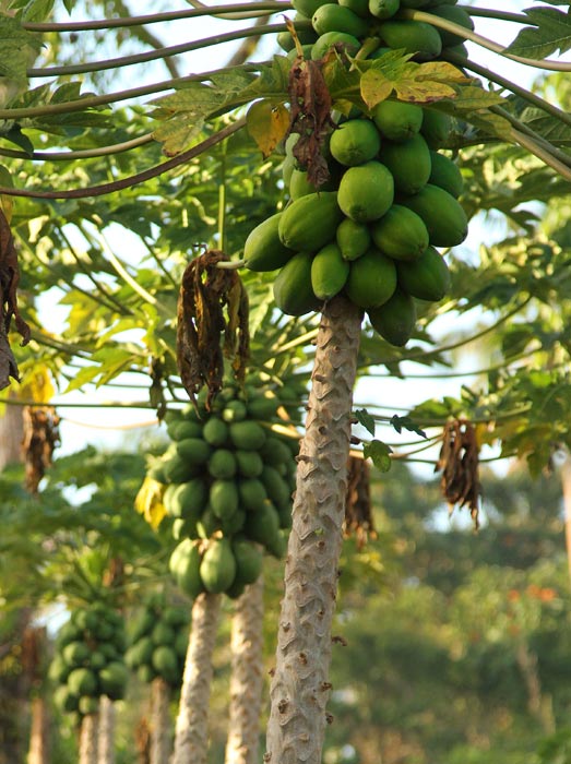 Read more about the article Papaya Tree
