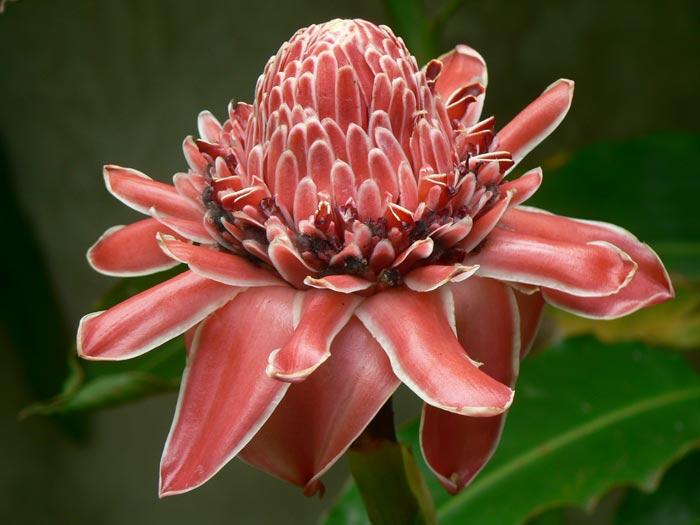 Read more about the article Pink Torch Ginger