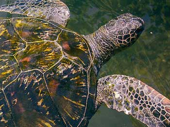Turtle-feeding-samoa