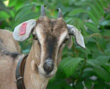 Goats are also part of the menagerie at Ifiele'ele Plantation luxury, self-contained, holiday rental in Samoa