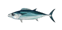 dogtooth-tuna