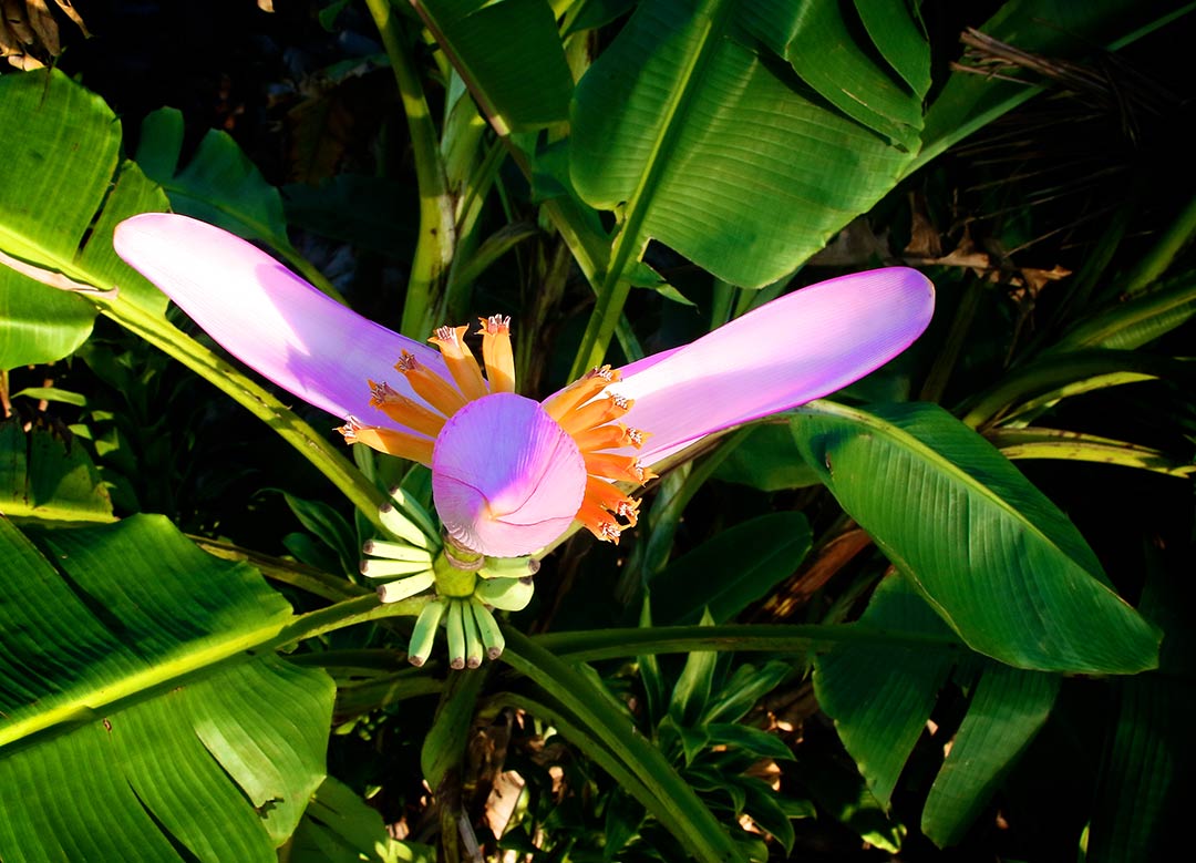 Ifieleele Organics - Pink Banana Flower